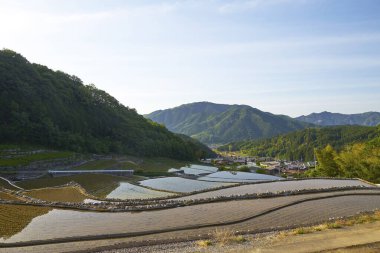 Pirinç tarlaları, teraslar manzarası 