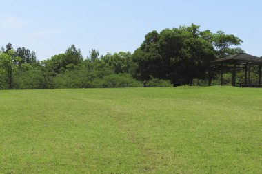 Ağaçları olan güzel yeşil çimenler