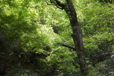 Yeşil ağaçları ve ormanı olan güzel bir manzara.             