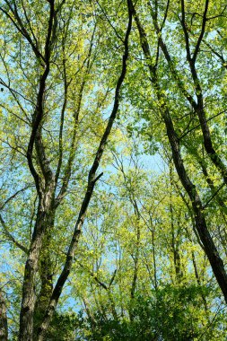 İlkbaharda ormandaki yeşil ağaçlar