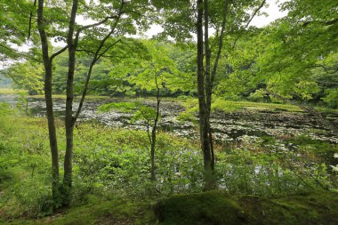 Yaz ormanında nehirli güzel bir manzara 