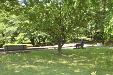 Parktaki yeşil ağaçlar