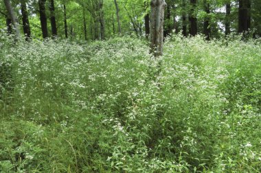 Yeşil çimenli orman, beyaz çiçekler ve ağaçlar 