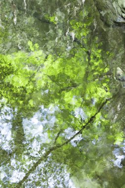 Durgun gölet suyuna yansıyan yeşil bir orman