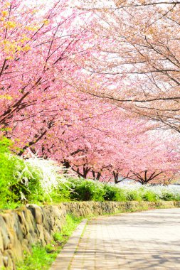 Japonya 'da kiraz çiçeği