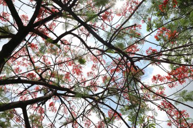 Sakura ağacı çiçeği manzarası, kiraz çiçeği 