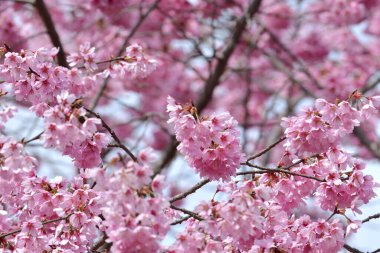 Kiraz çiçeği, Japon kirazlı sakura, pembe çiçekler.