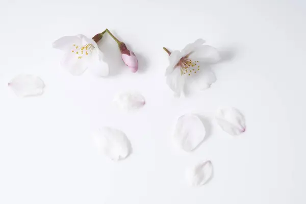 Krásný Jarní Květ Jemnými Květy — Stock fotografie