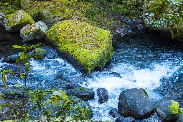 緑の森の速い川の美しい景色 — ストック写真