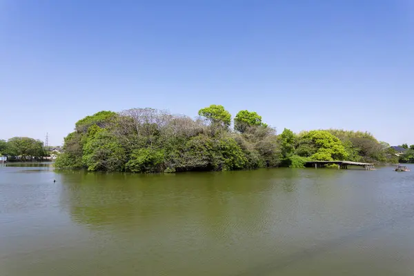 Вид Большую Реку Остров Покрытый Зеленой Пышной Растительностью — стоковое фото