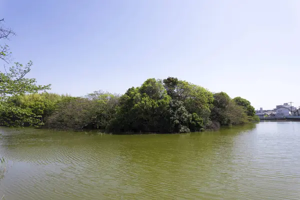 Vista Grande Rio Ilha Coberta Com Vegetação Exuberante Verde — Fotografia de Stock