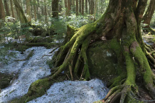 Una Roca Cubierta Musgo Bosque Con Árbol —  Fotos de Stock
