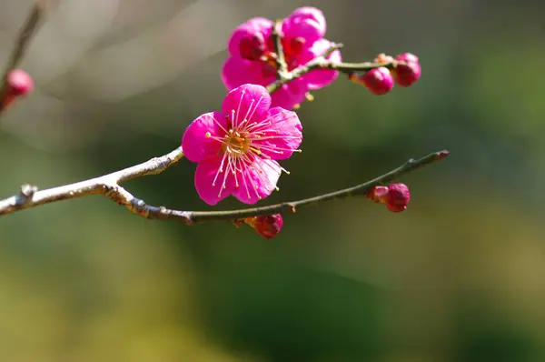 Άνθη Κερασιάς Πλήρη Άνθιση Την Άνοιξη Στην Ιαπωνία — Φωτογραφία Αρχείου