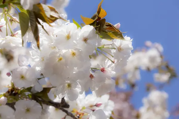 Vackra Blommor Trädgården Träd Blommar Mot Blå Himmel — Stockfoto