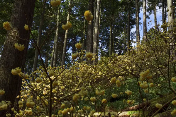 春の森の黄色い野生の花 — ストック写真