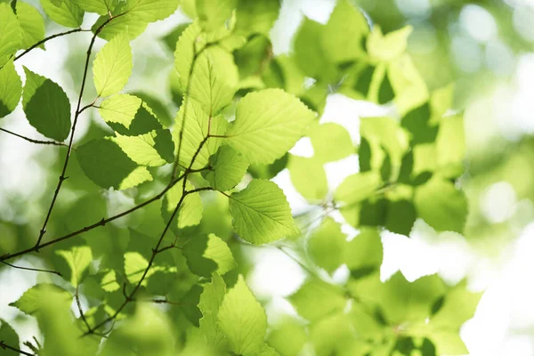 Green Leaves Background Close Nature Stock Picture
