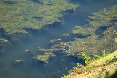 Nehir suyundaki yeşil yosun manzarası