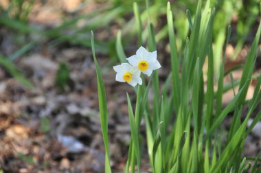 bahçede beyaz nergis çiçek