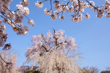 Bahçedeki güzel pembe sakura çiçekleri