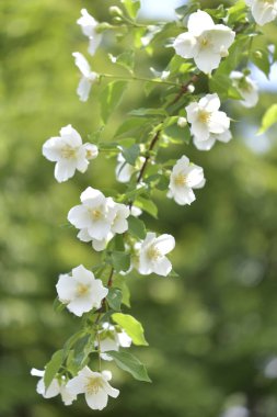güzel çiçek arkaplan görüntüsü 
