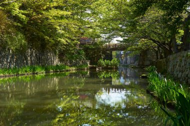 Japonya 'da kanala yansıyan güzel bahar ağaçlarının manzarası 