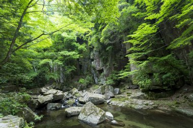 Yeşil ormandaki küçük nehrin manzarası 