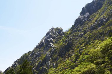 Yeşil orman ve ağaçlarla kaplı dağ manzarası 