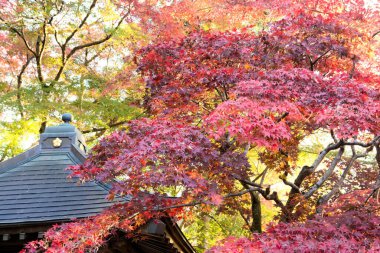 Japonya 'da sonbahar sarı yaprakları