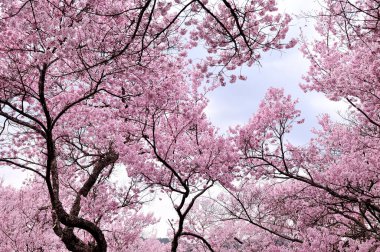 Japonya 'daki parkta pembe sakura çiçekleri