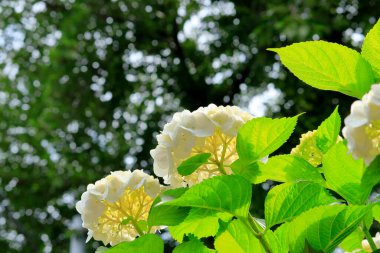 güzel çiçek arkaplan görüntüsü 