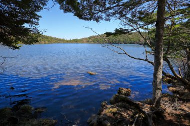 Birkaç ağaç ve suda bir kaya olan bir göl.