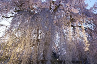 Beyaz sakura çiçekleri açıyor. 