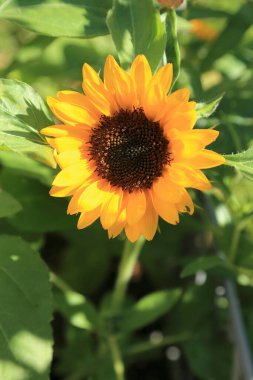 Bahçedeki güzel çiçekler, doğa konsepti