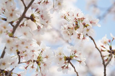 Beyaz sakura çiçekleri açıyor. 