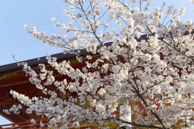 Kiraz çiçeği ve Sakura.