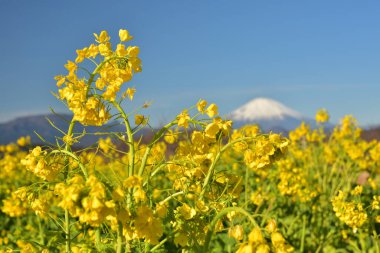 Fuji Dağı ve mavi gökyüzü, Japonya. Önplanda sarı çiçekler