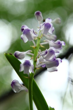 Yakın plan - çiçek açan güzel çiçeklerin görüntüsü