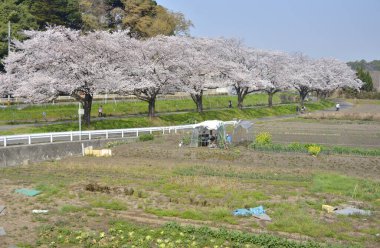Japonya 'da kiraz çiçeği zamanı