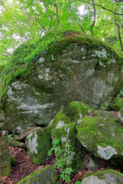 Japonya 'da bir ormanda yeşil yosun kaplı kayalar.