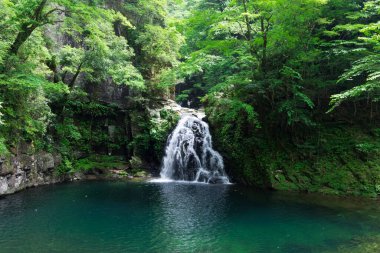 Ormanda, doğa arka planında güzel bir şelale