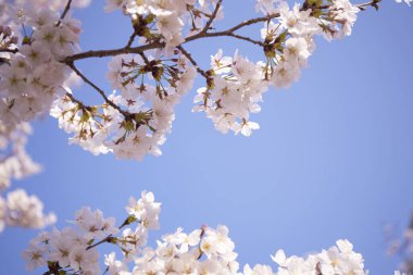 Sakura ağacı çiçeği manzarası, kiraz çiçeği 