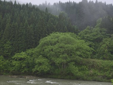 Puslu bir sabahta ormanda yeşil ağaçlarla dolu bir nehir.