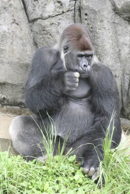 Çimenlerde oturan erkek bir gorilin kayalık duvara yaslanması.