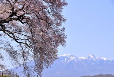 Japonya 'daki güzel pembe kiraz ağacı