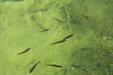 Suyun yüzeyinde küçük balıklar ve küçük balıklar var..