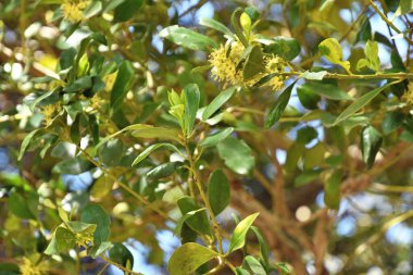 Okaliptüs ağacının yeşil yaprakları