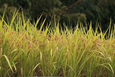 Güzel botanik fotoğrafı, doğal duvar kağıdı.