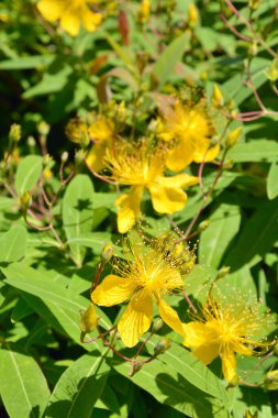 Bahçedeki güzel sarı çiçekler