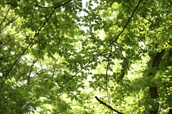 Bela Vista Das Folhas Verdes Árvores Parque — Fotografia de Stock
