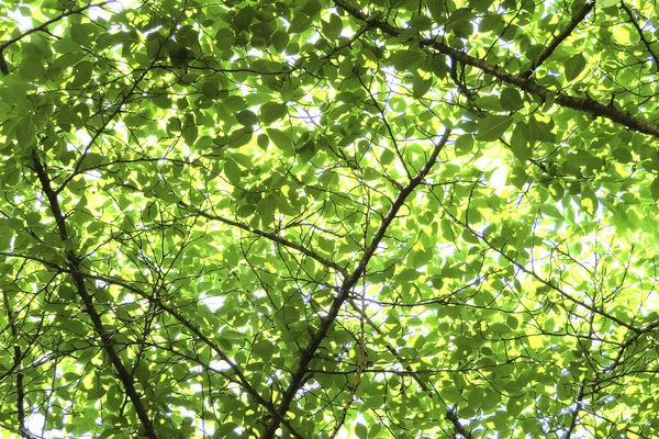 Folhas Verdes Galhos Árvores Floresta — Fotografia de Stock